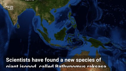 Scientists Uncover Huge ‘Darth Vader’ Sea Creature in Indonesian Waters