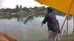Fish Hunting  Big Rohu Fish  Hunting and Fishing  Fish Catching by Using Fishing Rod