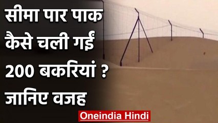 Rajasthan Border पार कर के पाकिस्तान चली गई 200 बकरियां, वजह जानकार चौंक जाएंगे आप | वनइंडिया हिंदी