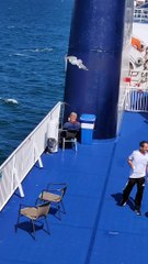 Stealthy Seagull Swoops in for a Bite