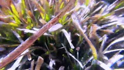 Skinny and Rare Seahorse Looks Like Sea Grass