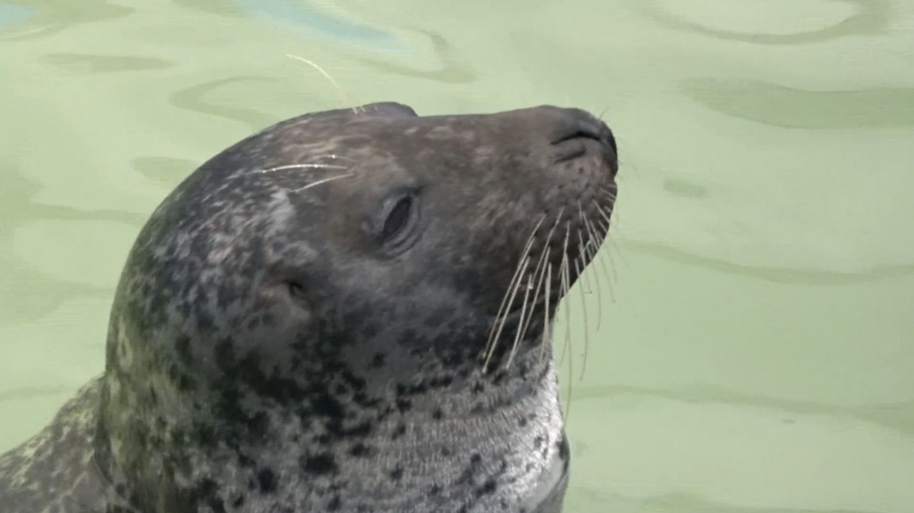 La belle histoire du phoque Joséphine avec Océanopolis