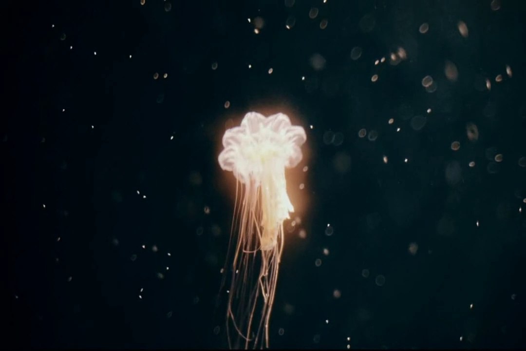 Amazing creatures | sea creatures |amazing sea creatures | Underwater creatures | unusual creatures