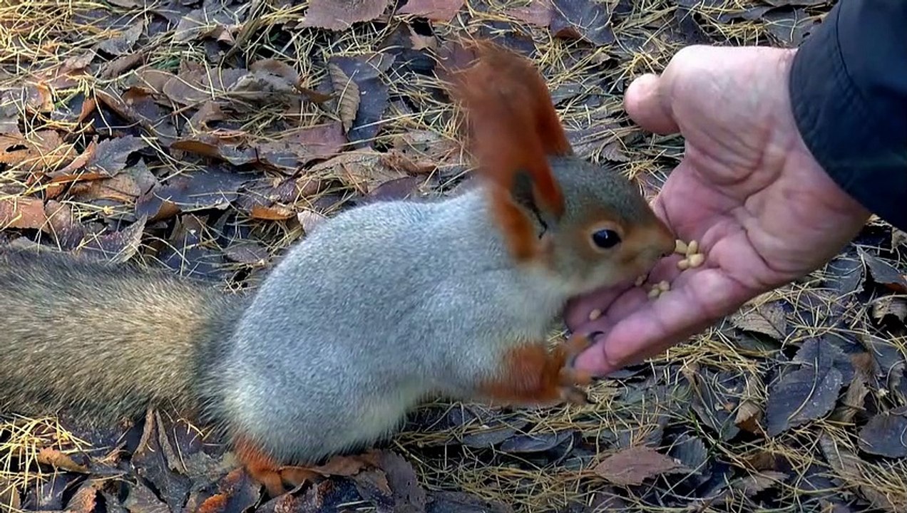 Feed the pet bunny