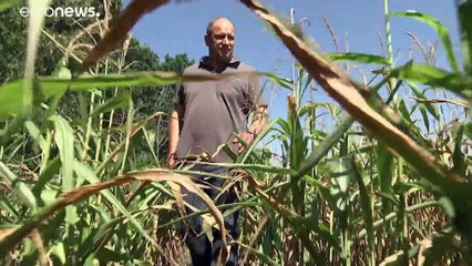 Deutschland: Landwirte klagen über miserable Ernte für 2020