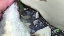 O lindo momento de devolver um jovem pato à natureza após cuidar das suas feridas