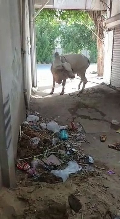 Cow Runaway from Owner's House