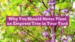 Why You Should Never Plant an Empress Tree in Your Yard