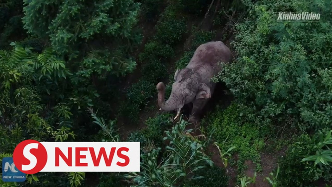 Drones mitigate human-elephant conflict in Yunnan, China