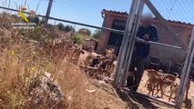 La garde civile espagnole sauve 41 chiens gravement maltraités