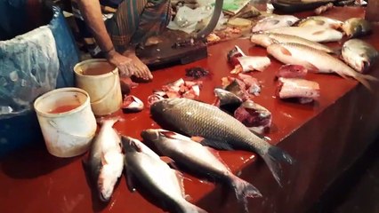 (See fresh hilsa fish cut soon!)