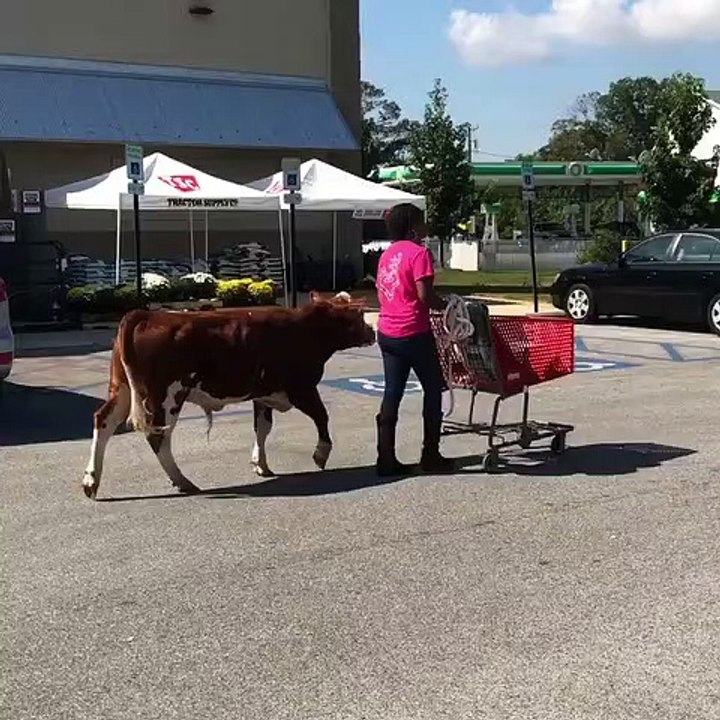 Taking a Bull Feed Shopping