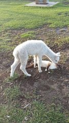 Playful Alpaca Lays with Cute Cat