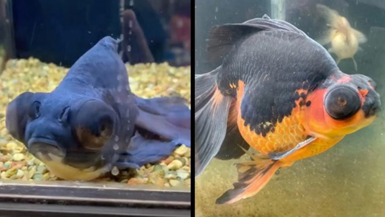 Monstro The Goldfish Gets A Second Chance At Life