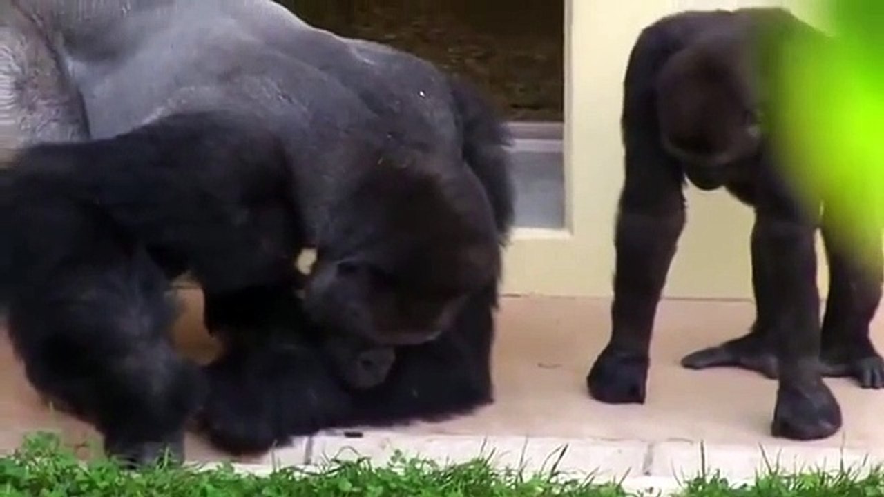 Gorillas deeply interested in a caterpillar