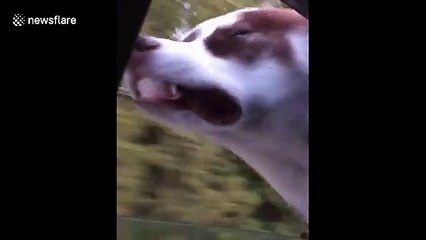 Dog is taking in the breeze while riding through Canada