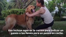 Esta es la razón por la que los perros nos miran fijamente