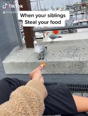 Seagull Steals Snack From Other Seagull