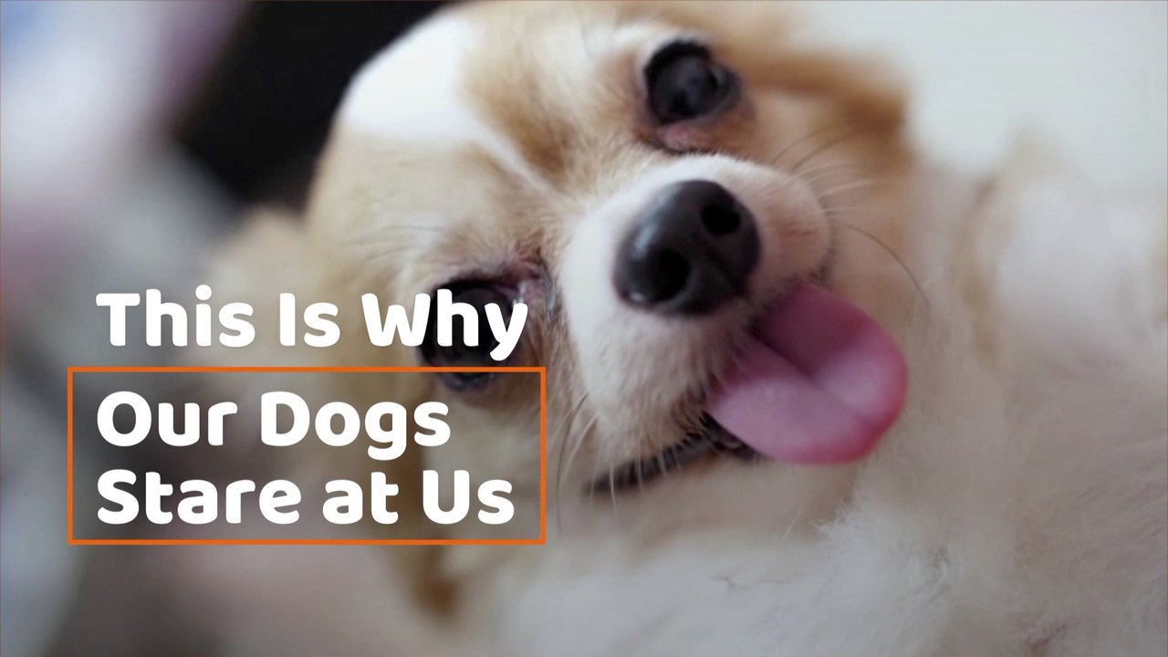 Your Dog Is Staring