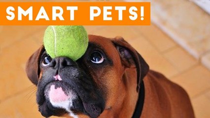 Funniest Smart Pets and Animal Tricks of 2017 Compilation _ Funny Pet Videos