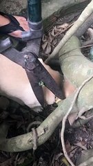 Helping a Puppy Stuck in Tree Roots