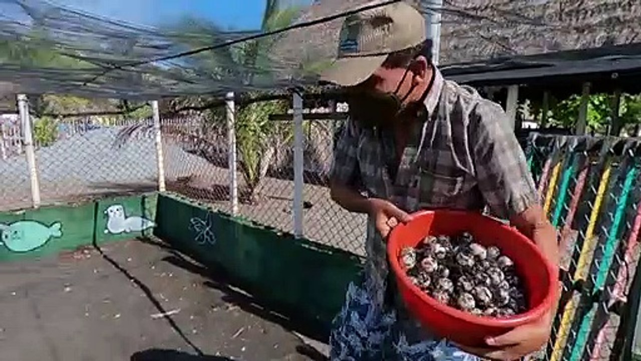 La pandemia trastoca la reproducción de tortugas marinas en Guatemala