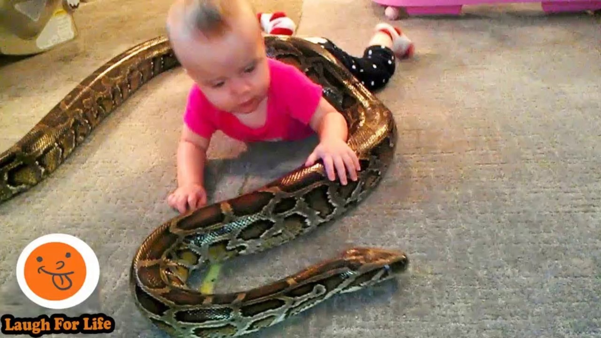 Funny Animals Trolling Babies And Kids 23 Funny Babies And Pets