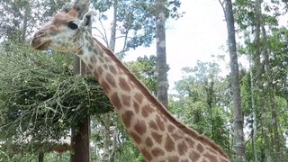 Thăm quan Vườn thú hoang dã, Safari  Phú Quốc | Visit the Wild Zoo, Safari Phu Quoc