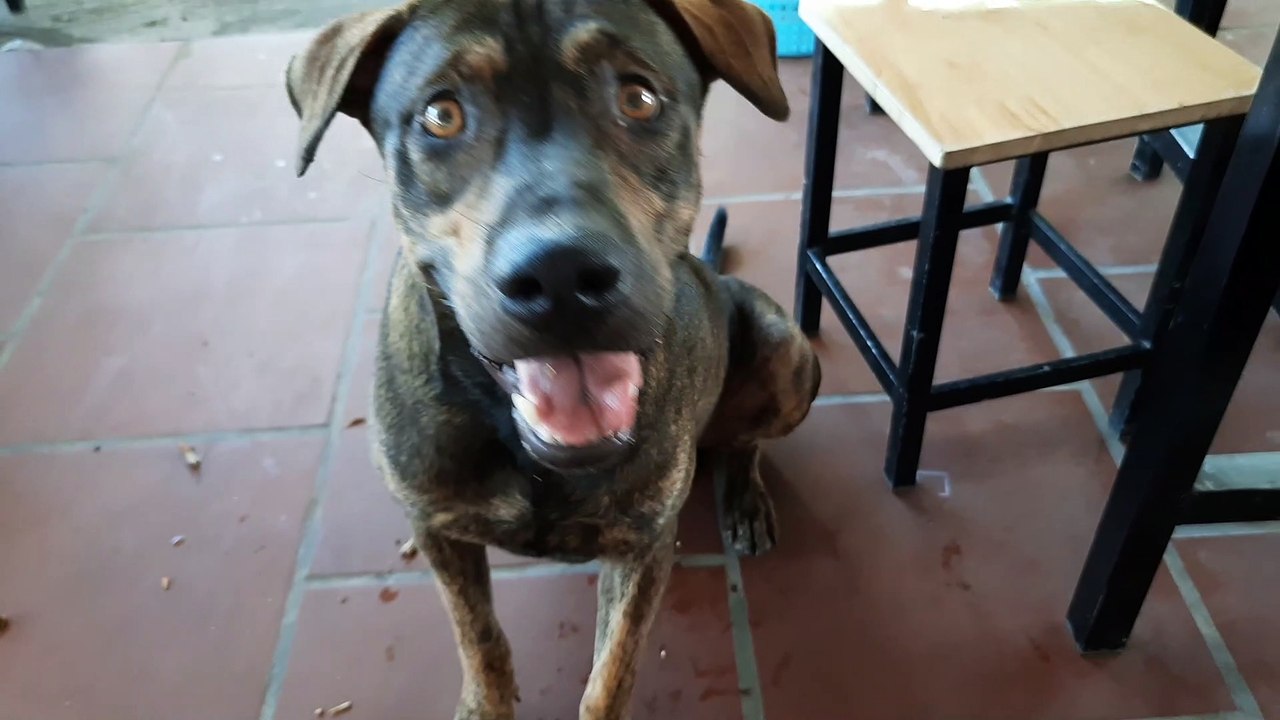 Chó phú quốc , Dog nice