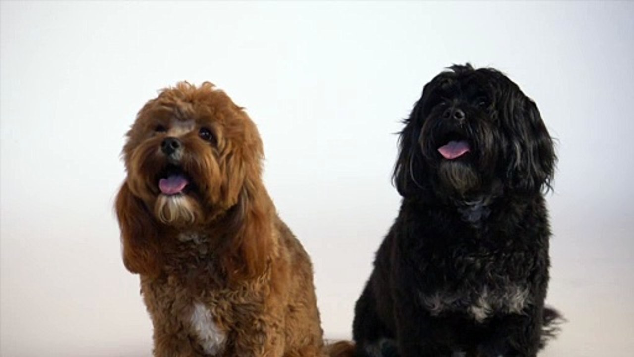 -two-puppies