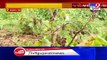Gujarat- Heavy rain destroys crops in  Botad's Rampara village - TV9News