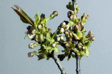 Strong advice for France army aspirants Nepali