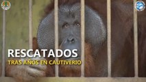 Rescatados, tras pasar años en jaulas precarias