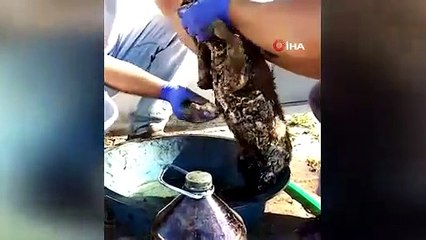 Ziftten kurtarıldı adını “Şanslı” koydular