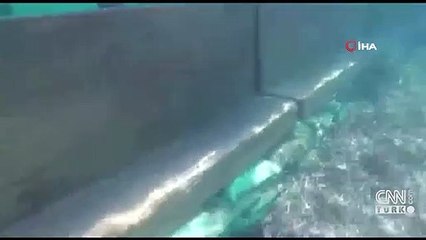 Denizde bile kaçak duvar ördüler | Video