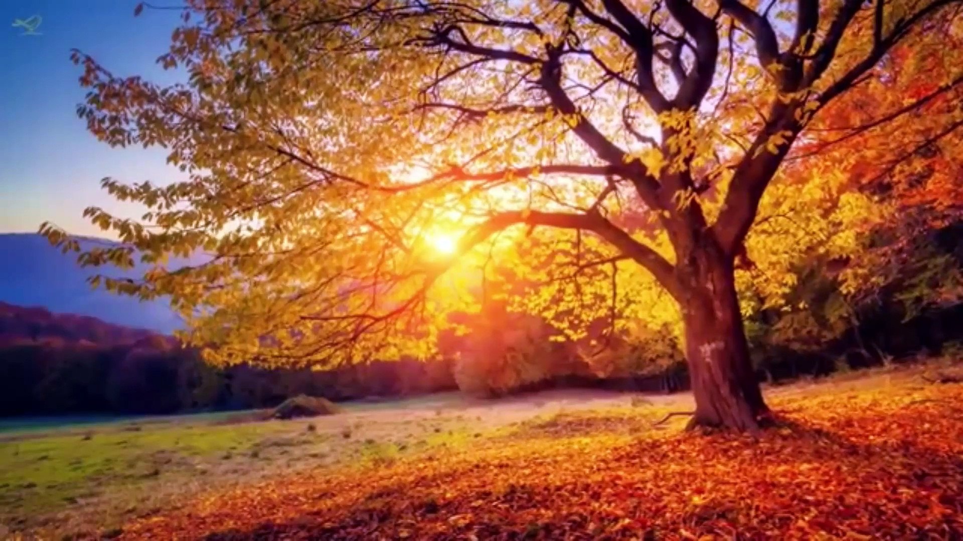 Relaxing Music - Sleep Music, Soft Piano Music & Healing Music by Soothing Relaxation
