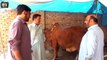 Aye Majju Way - Funny Eid Video _-_ Bad Khoo Beopari  - Funny Hindko  -  Very Funny Guys -  Vlog