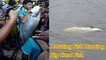 Amazing Fish Hunting |  Big Cittol Fish Hunting and Fishing | Using Fishing Rod | Fishing in Bangladesh