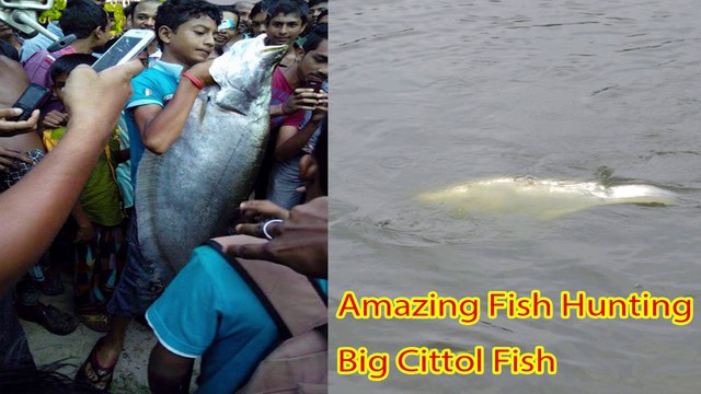 Amazing Fish Hunting | Big Cittol Fish Hunting and Fishing | Using Fishing Rod | Fishing in Bangladesh