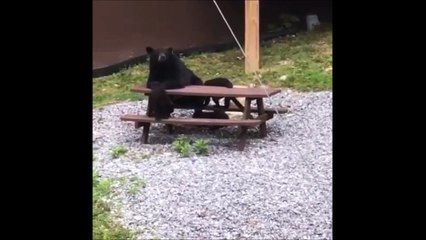 Le service à table laisse à désirer et ce n'est pas cette maman ours qui dira le contraire