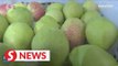 Export of Xinjiang fragrant pears resumes during Covid-19 pandemic