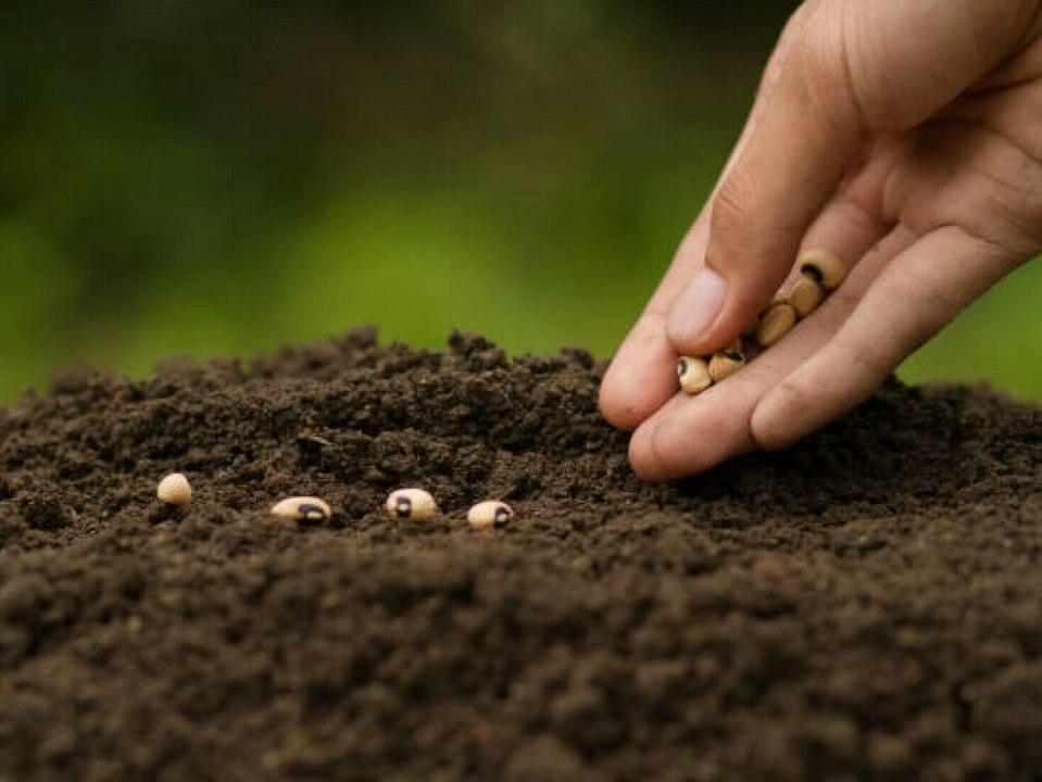 Mysteriöse Päckchen: Experten warnen vor unbestellten Pflanzensamen