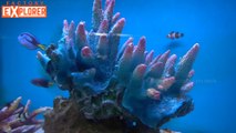 Asian Aquarium Tour | Incredible Beautiful Fishes | Factory Explorer