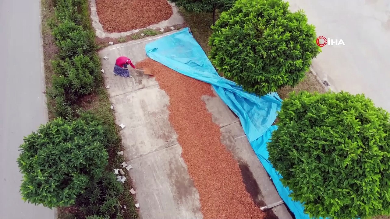 Fındığını kurutmak için bazı üreticiler sahil yolunu bazıları ise Bayburt'u mesken tuttu