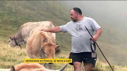 Cantal : l'inquiétude des éleveurs à cause de la sécheresse