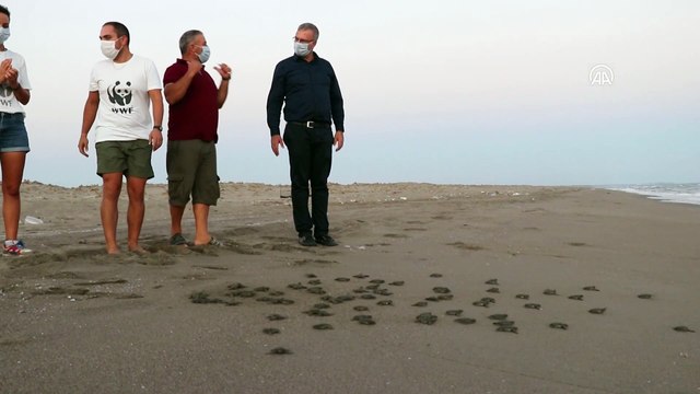 Yeşil deniz kaplumbağaları denizle buluşuyor - ADANA