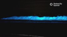 Les images étonnantes de vagues fluorescentes la nuit sur une plage de Californie