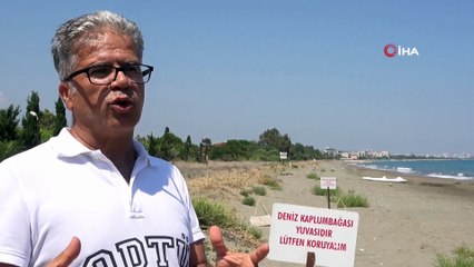 ODTÜ Deniz Bilimleri Enstitüsü sahilinde yavru rekoru bekleniyor