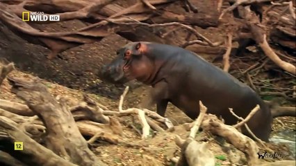 ▶︎The Dominant Hippo Fight Against Lions For Food And Territory | Nat Geo Wild Documentary HD 1080P