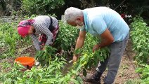 Çarşamba Ovası’nda biber hasadı